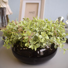 Arranjo De Folhagens Peperômia No Vaso Baixo De Vidro | Linha